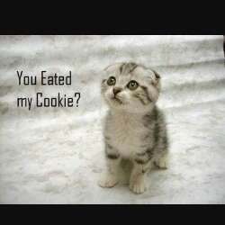 Cookie Cat DJ