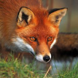FoxyDaBeast
