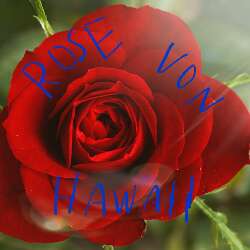 Rose von Haweii