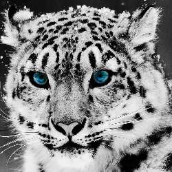 Dasher
