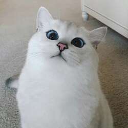 DJ KITTY