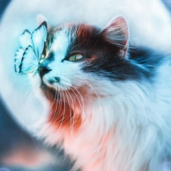Moonlightcats