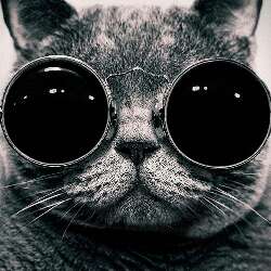 catfat 