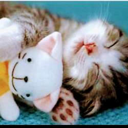 Kitty Kat