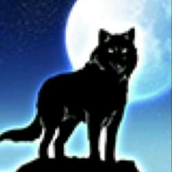 pawpack wolf