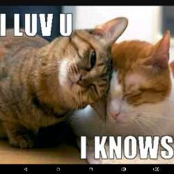 kittys!!!!!