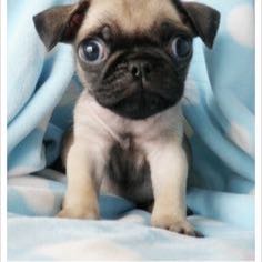 PugMaster