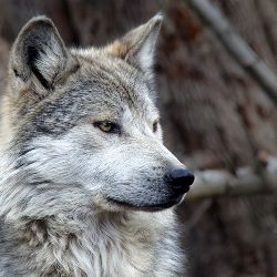 wolfy