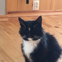 cat master