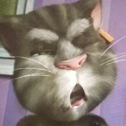 Tom the cat