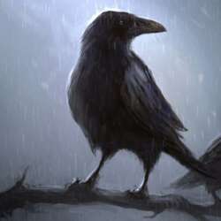 Raven