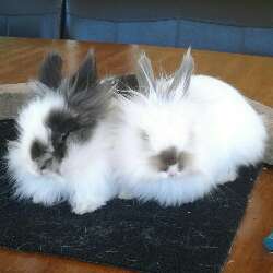 RabbitWhisperer
