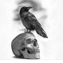 The Dark Crow Dj 