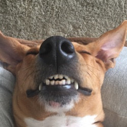 BDichCBish