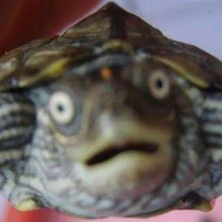 吳聿文