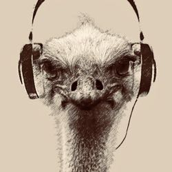 Ostrich_Elite